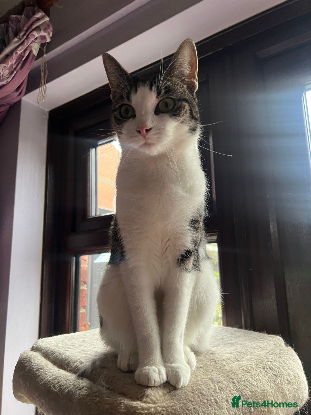 Mixed Breed cats for adoption: Princess needs her first real home - Advert 1