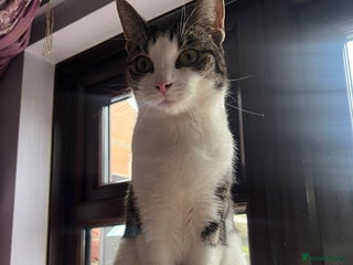 Mixed Breed cats Princess needs her first real home - Advert 3