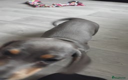 Miniature Dachshund dogs for sale: This is poppy - Image 4