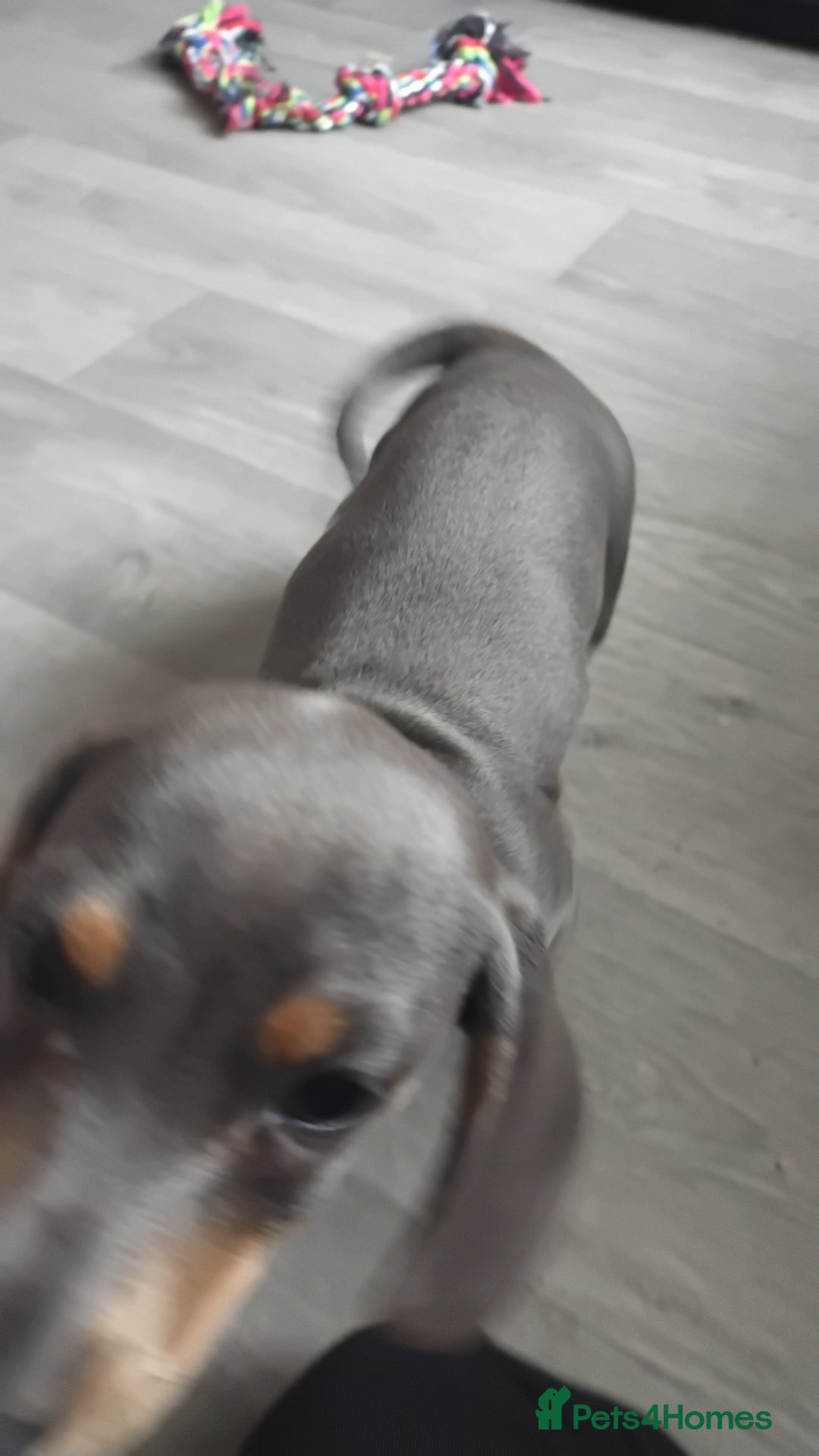Miniature Dachshund dogs for sale: This is poppy - Image 4