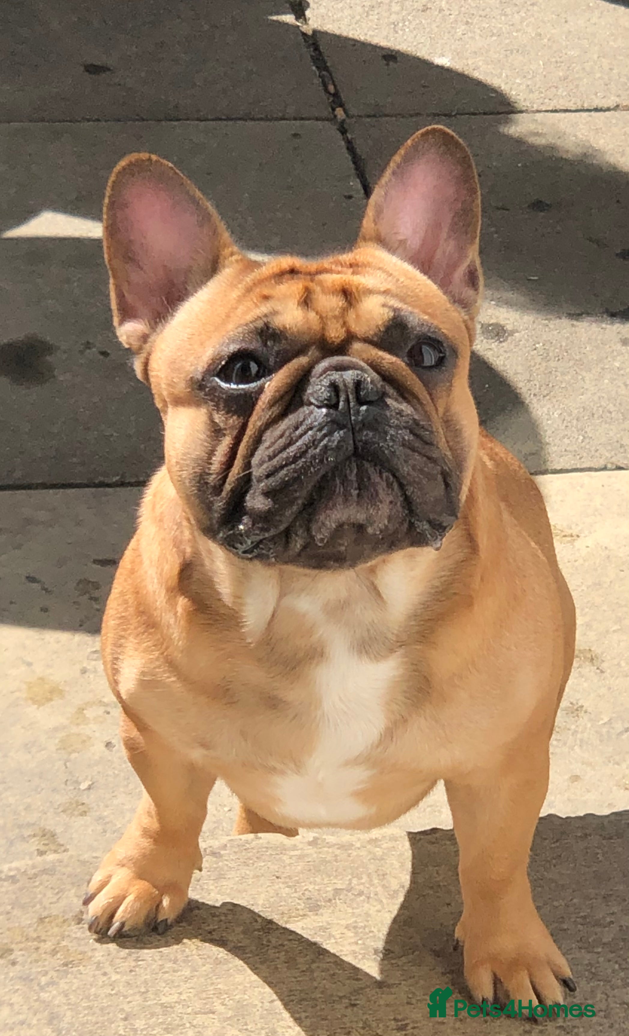 French Bulldog dogs Red fawn Dicar sired silver health tested in Edinburgh - Advert 6