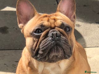 French Bulldog dogs Red fawn Dicar sired silver health tested in Edinburgh - Advert 13