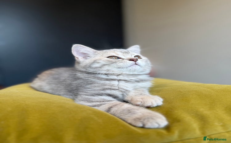 British Shorthair cats - Advert 2
