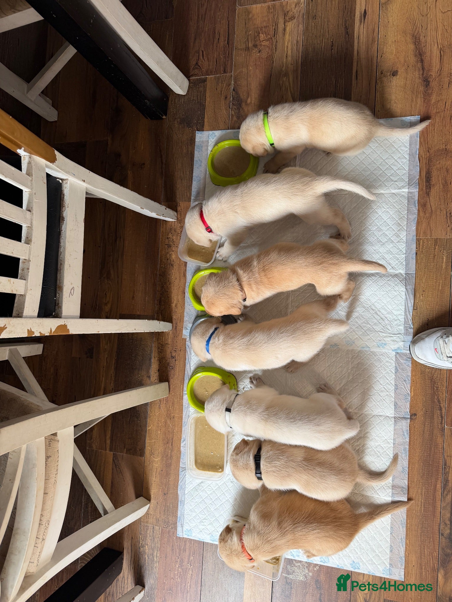 Labrador Retriever dogs Labrador  - Advert 8