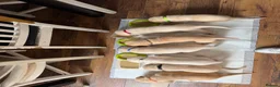 Labrador Retriever dogs for sale: Labrador  - Advert 1
