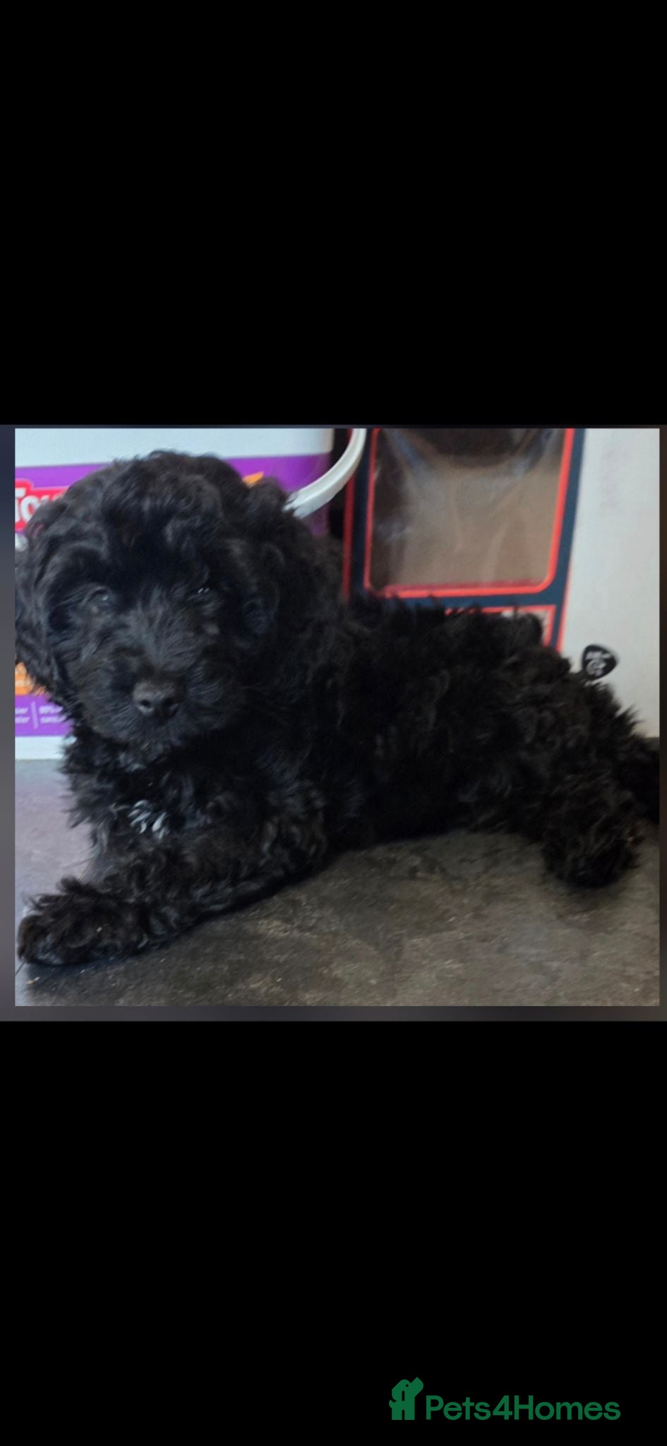 Mixed Breed dogs READY TO LEAVE!! ONLY 1 boy LEFT AVAILABLE!! - Advert 18