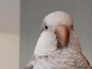 Parrots birds - Advert 15