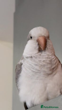 Parrots birds - Advert 8
