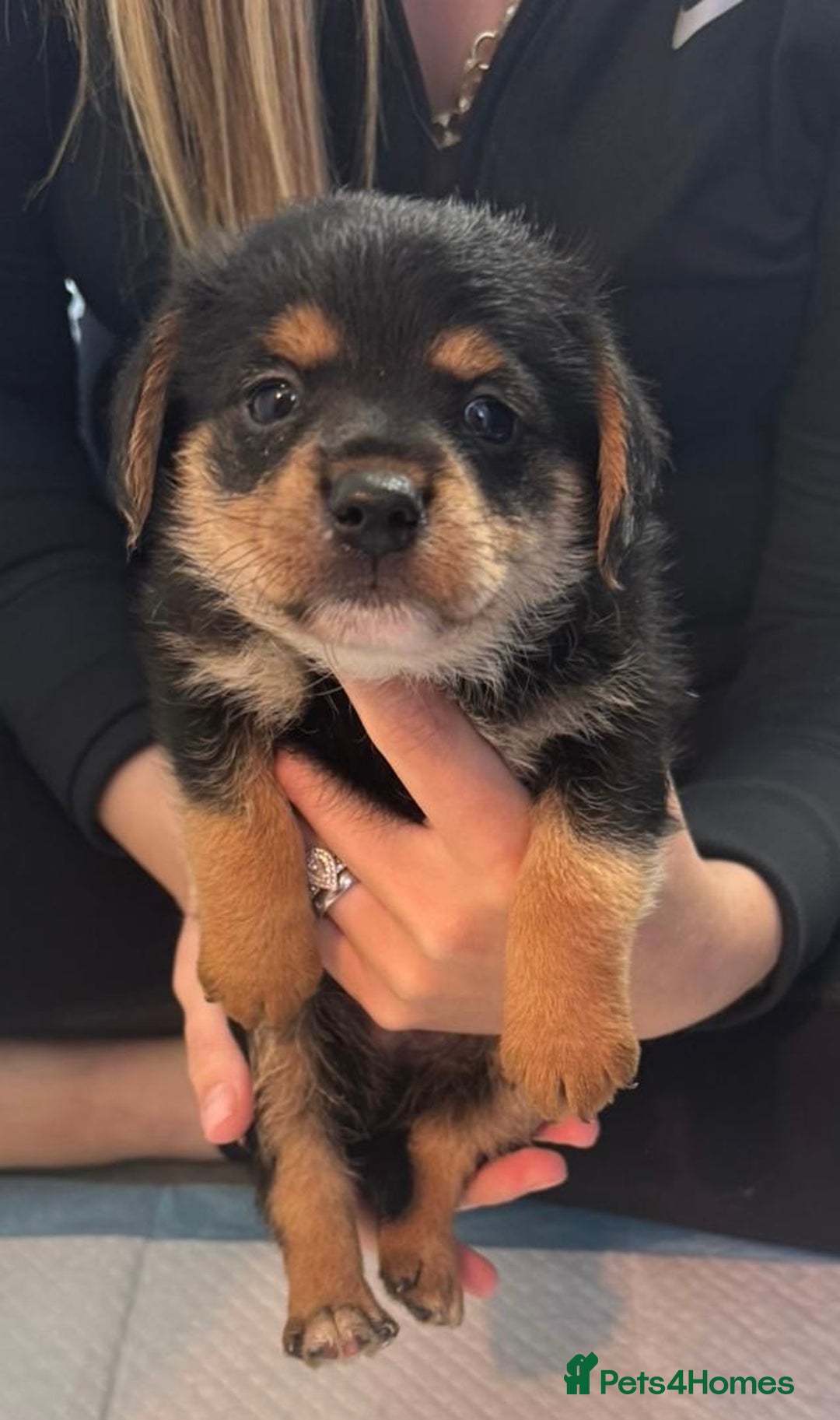 Mixed Breed dogs for sale: Jack Russell X Pomeranian Puppy’s for sale   - Image 4