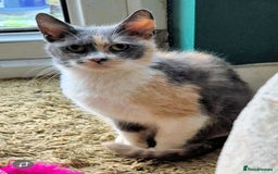 Mixed Breed cats for adoption: FELICITY - Image 1