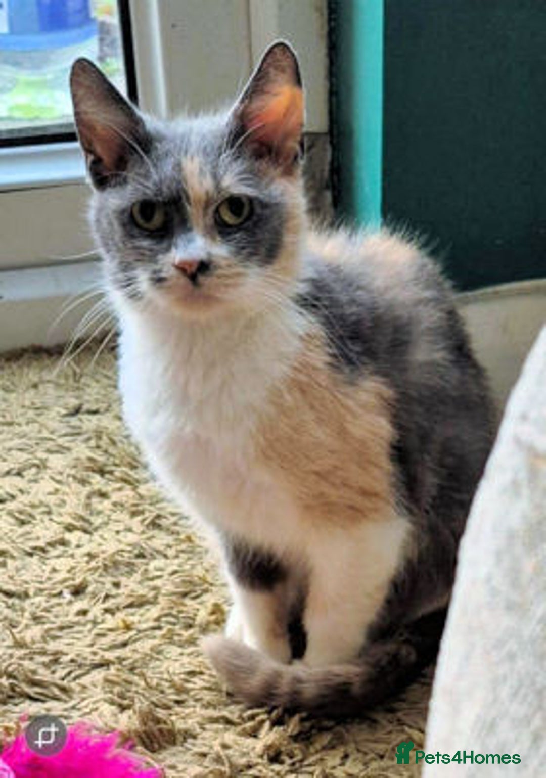 Mixed Breed cats for adoption: FELICITY - Image 1