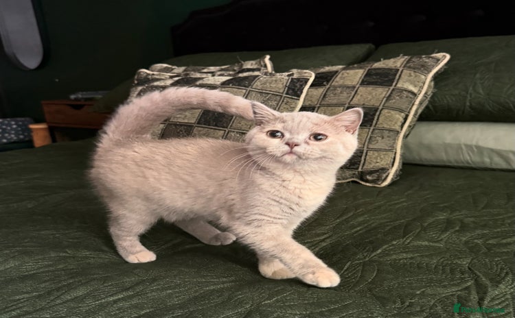 British Shorthair cats - Advert 9
