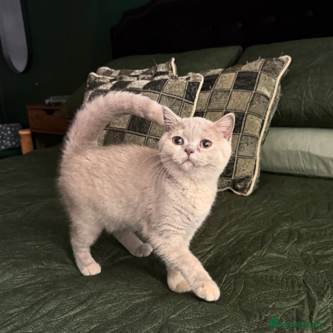 British Shorthair cats for sale: Ready nowBeautiful lilac tortie kitten - Image 1