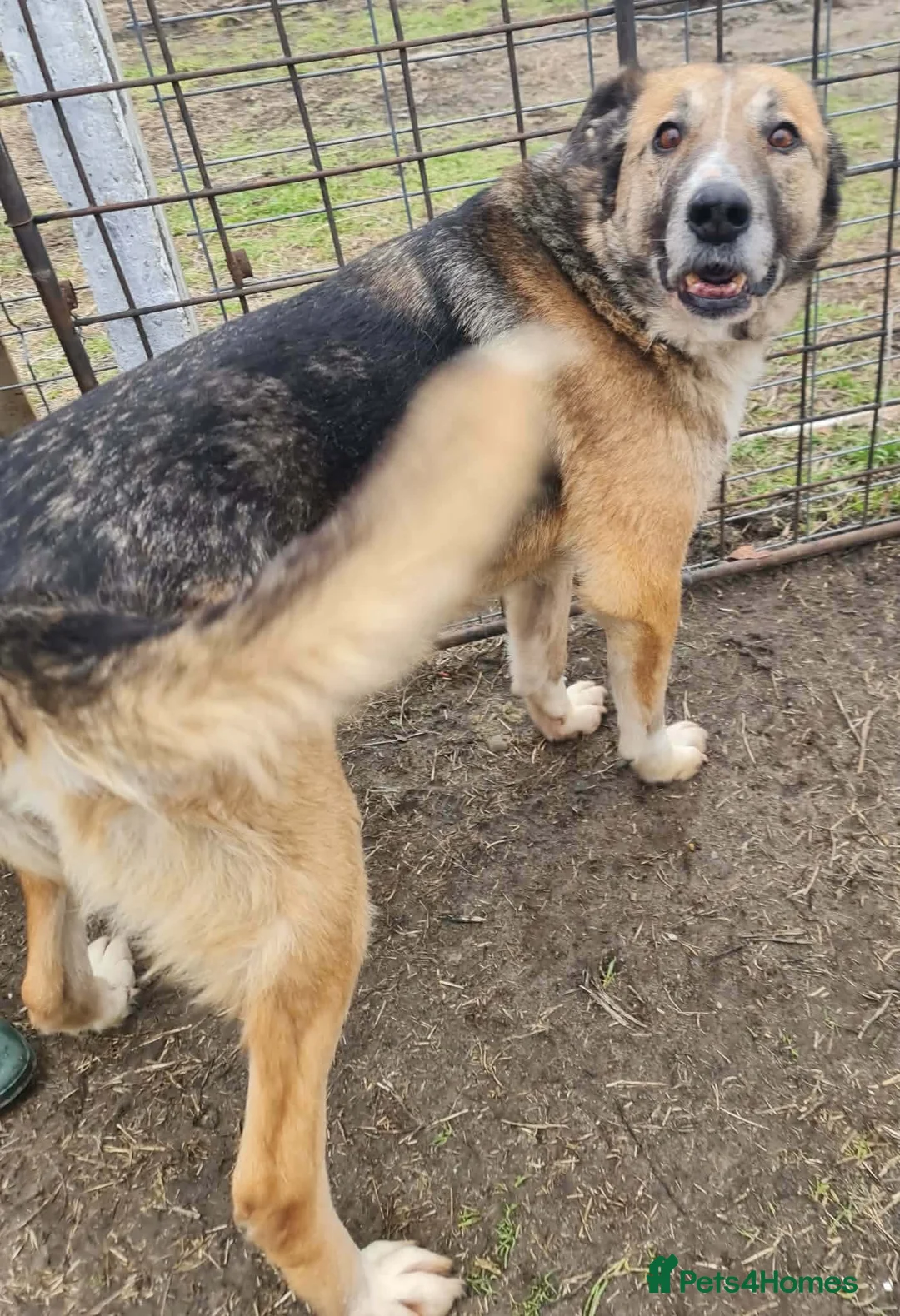 Mixed Breed dogs for adoption: Nantosuelta in Jedburgh - Advert 4