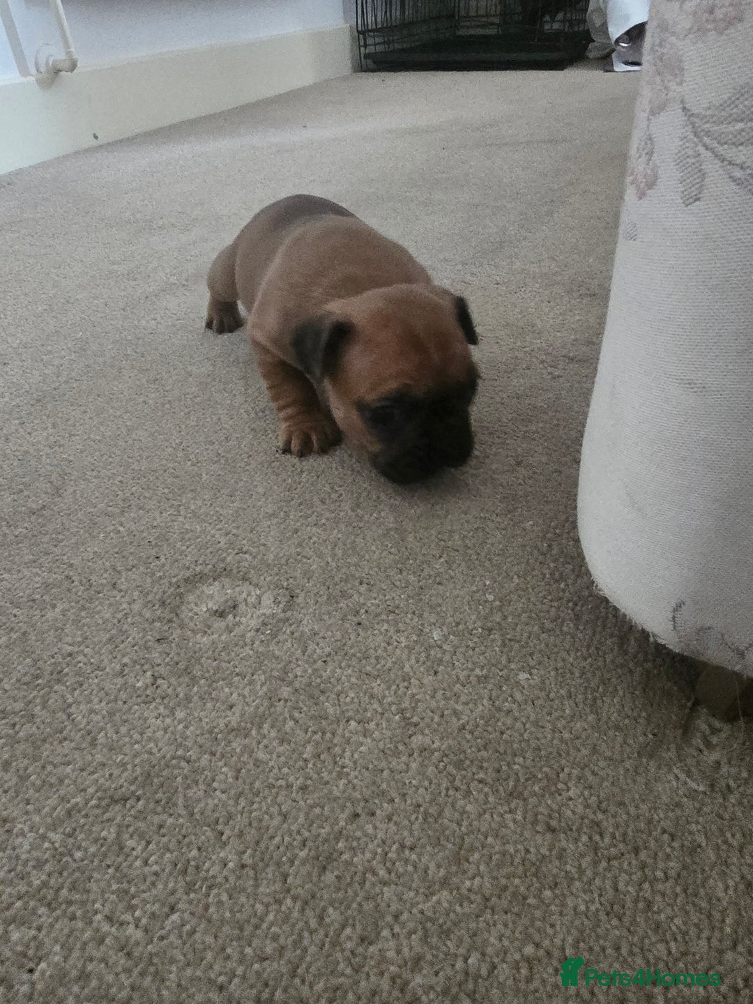 French Bulldog dogs for sale: French bulldog  - Image 7