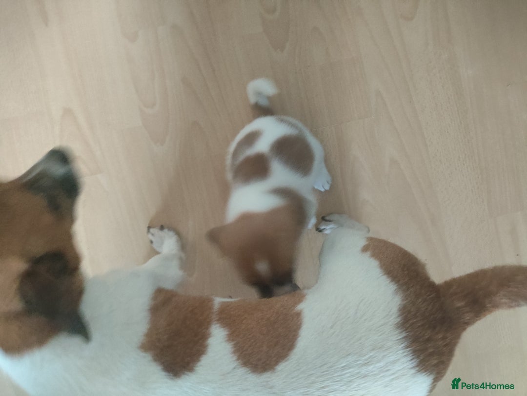 Mixed Breed dogs for sale: Male Jack Russell  - Advert 4
