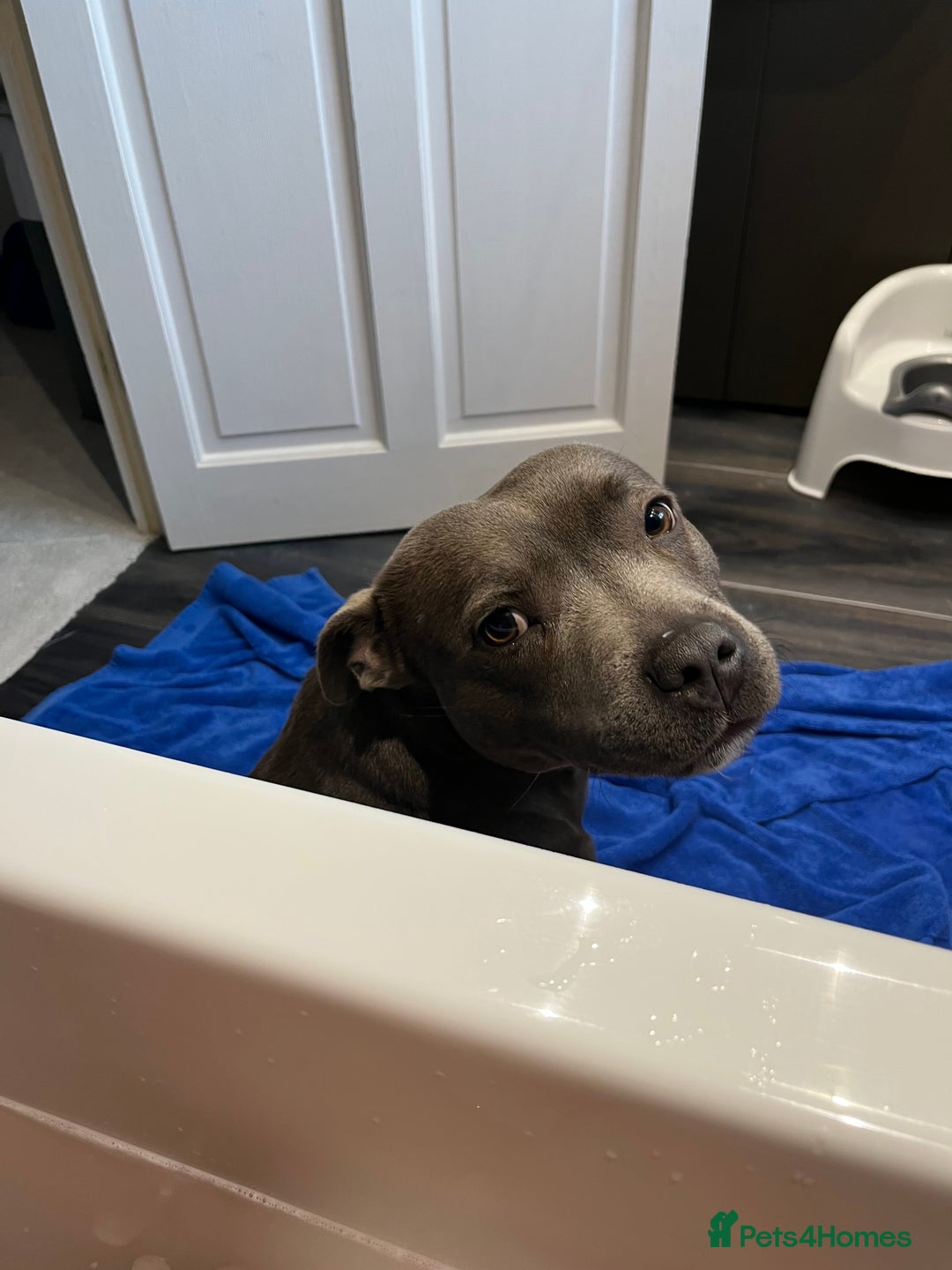 American Bully dogs for sale: Hela staffy DOB 3/4/2020 - Advert 2