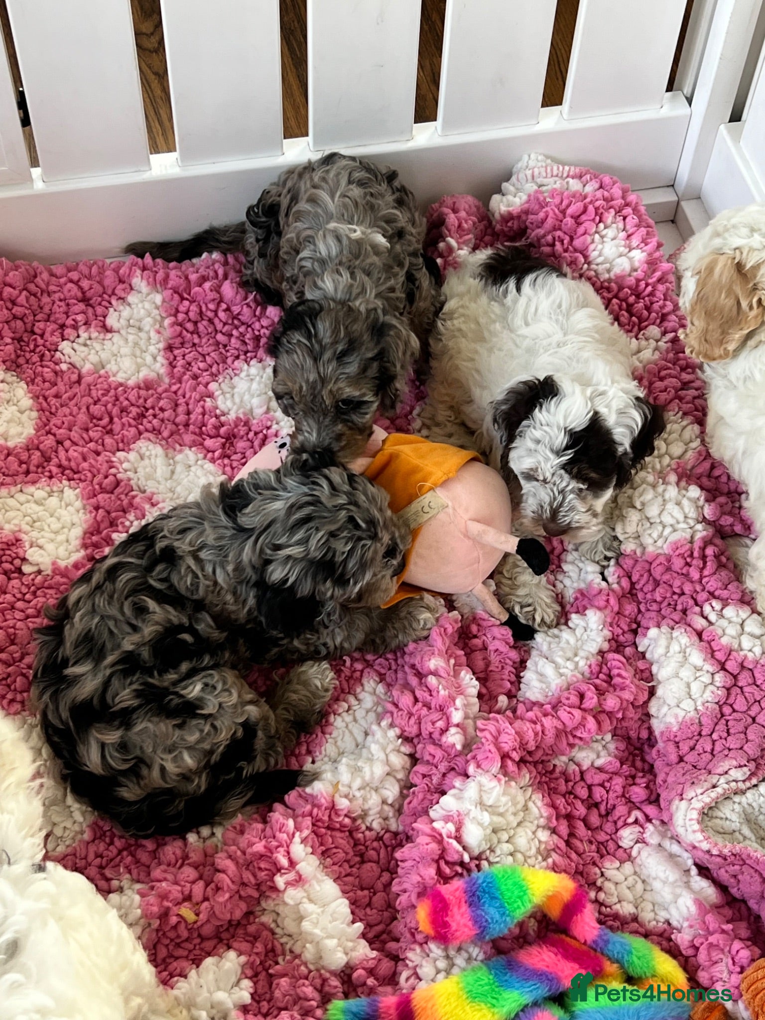 Cockapoo dogs F1 cockapoo puppies  - Advert 2