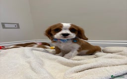 Cavalier King Charles Spaniel dogs for sale: Extensively health tested parent cavalier puppy’s  - Image 20