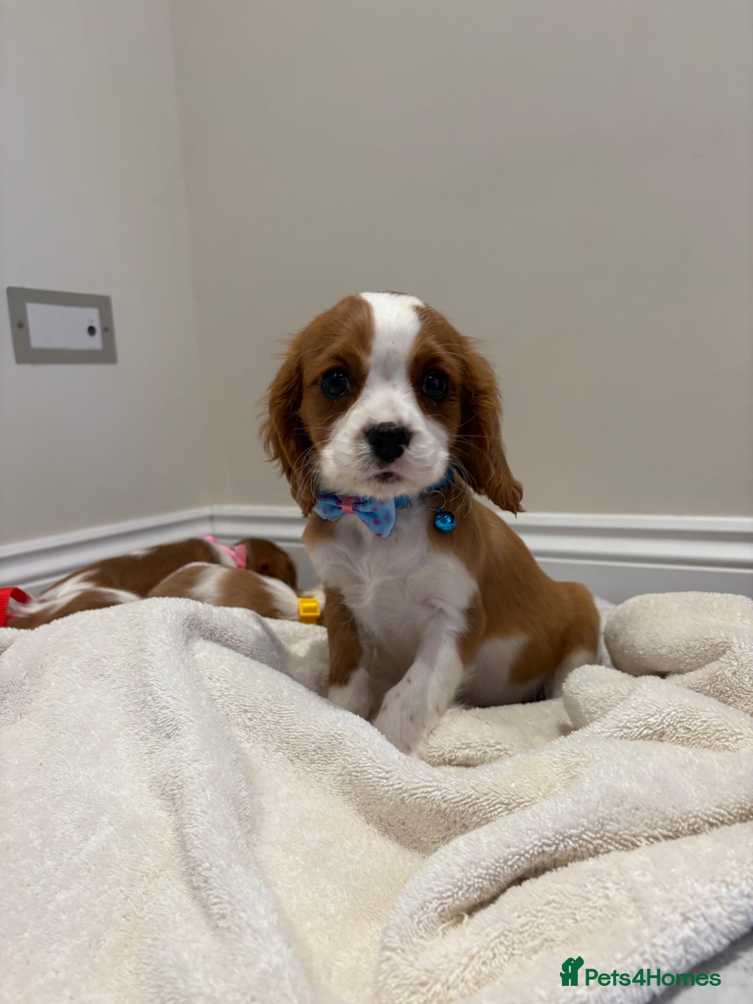 Cavalier King Charles Spaniel dogs for sale: Extensively health tested parent cavalier puppy’s  - Image 20