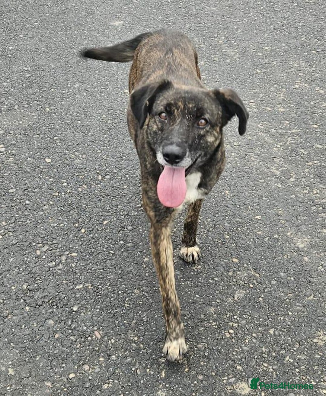 Mixed Breed dogs for adoption: LOLA – Gentle Soul, Bright Eyes & Pure Devotion🤍 - Advert 11