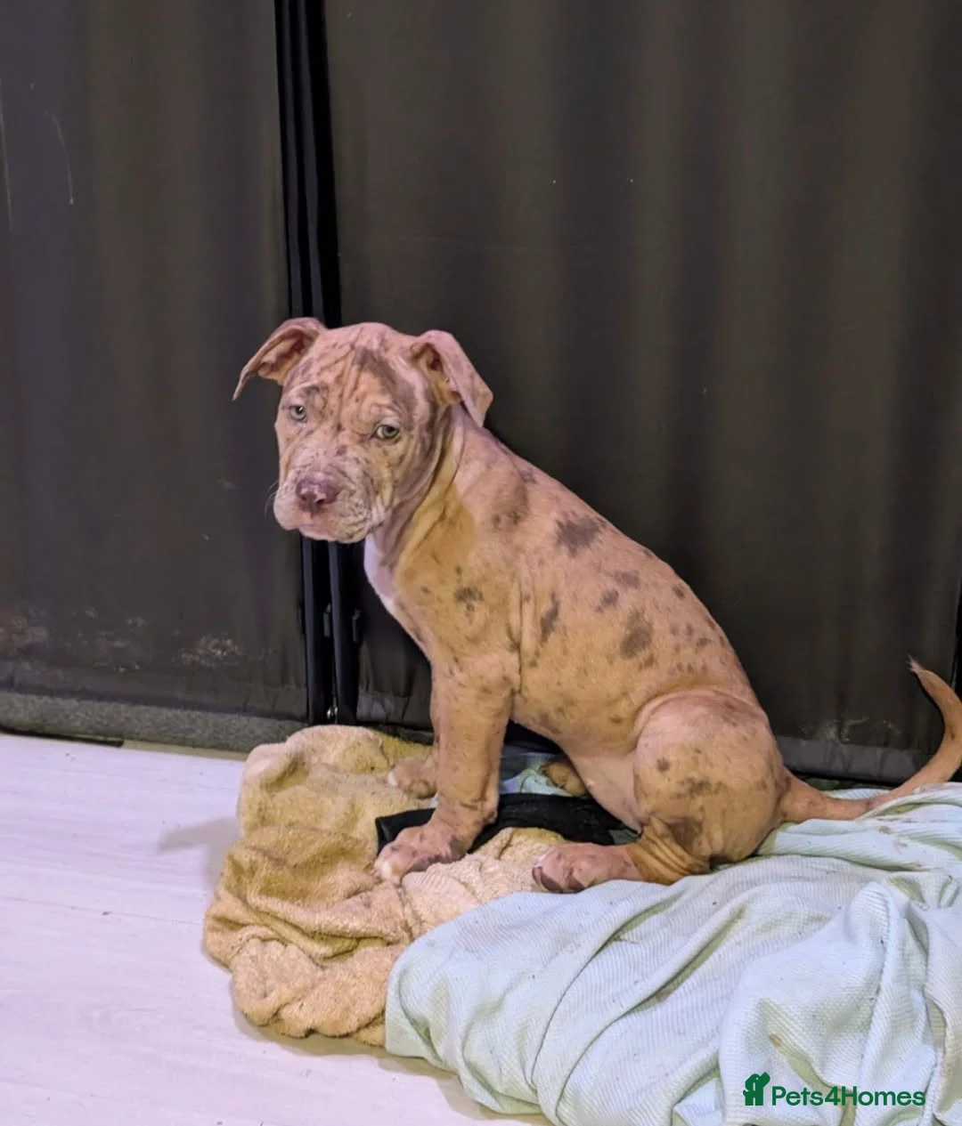 Bullmastiff dogs for sale: Pitbull Mastiff Pups  in London - Advert 9