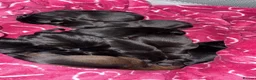 Mixed Breed dogs for sale: Rotweiler puppies  in Grimsby - Advert 4