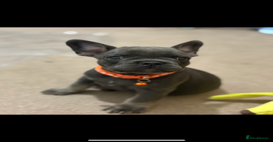 French Bulldog dogs - Advert 2