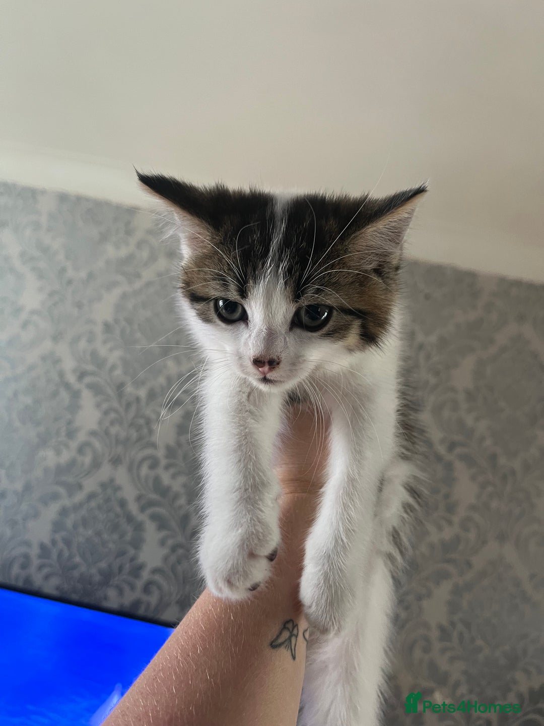 British Shorthair cats for sale: Kittens  - Image 2