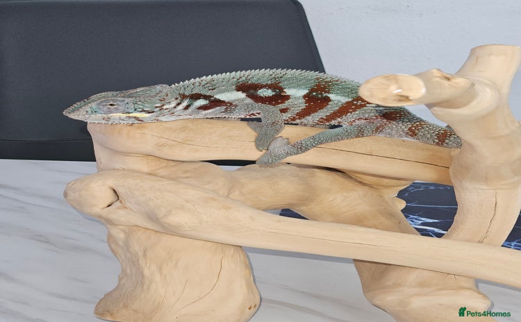 Chameleon reptiles - Advert 1