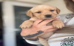 Goldador dogs for sale: Beautiful goldador puppies  - Image 1