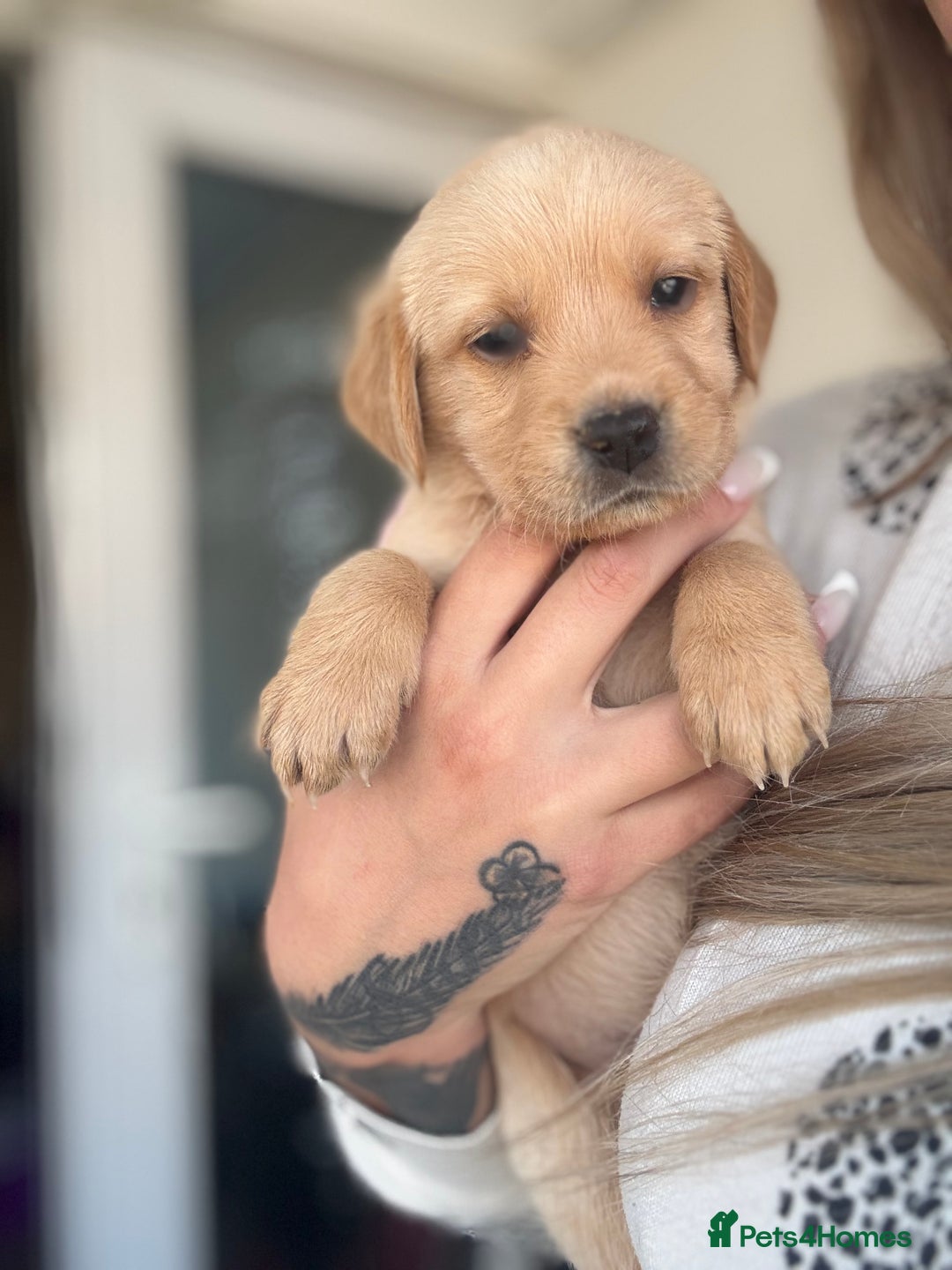 Goldador dogs for sale: Beautiful goldador puppies  - Image 1