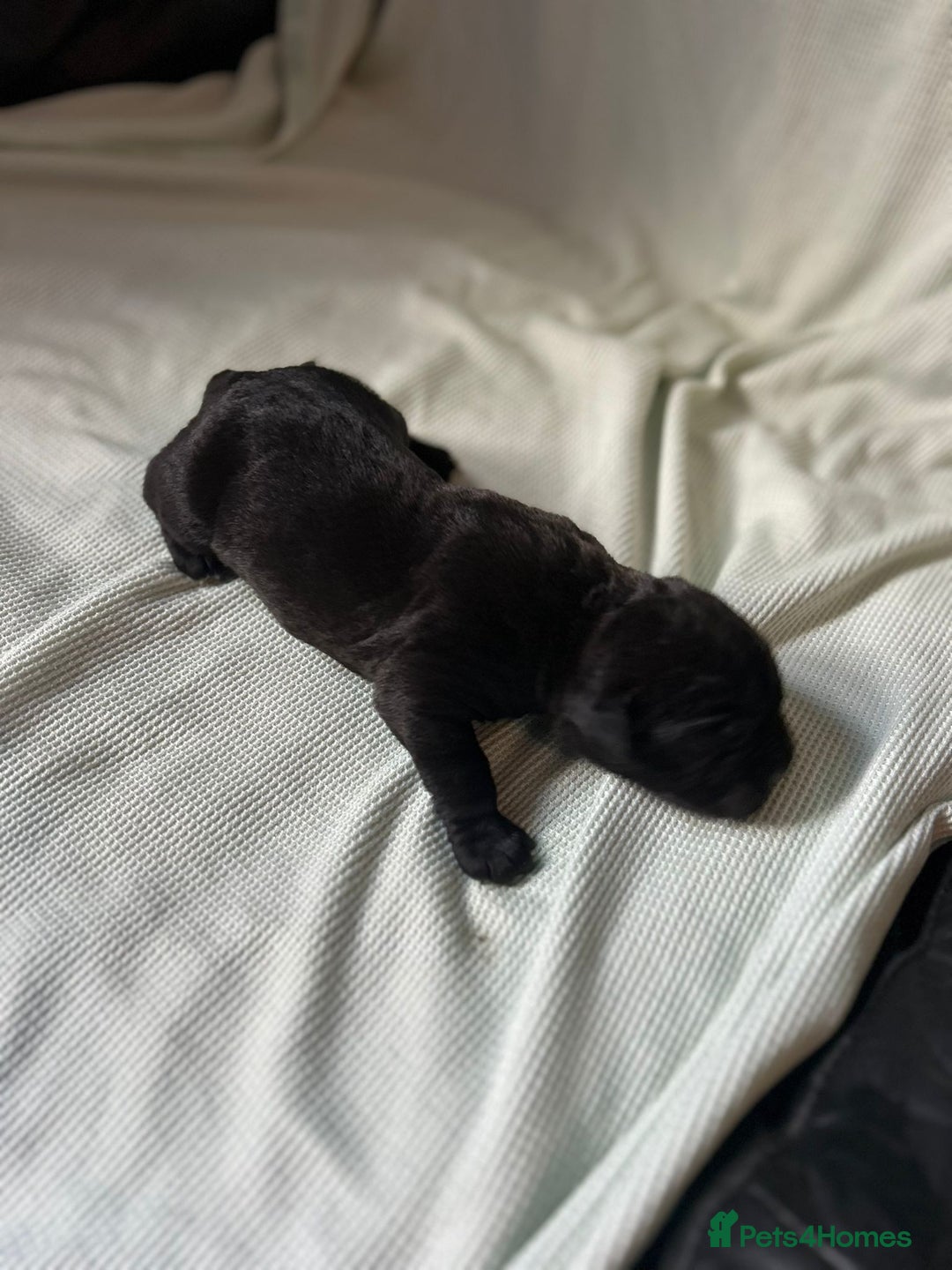 Cane Corso dogs for sale: Cane corso puppies  - Image 17