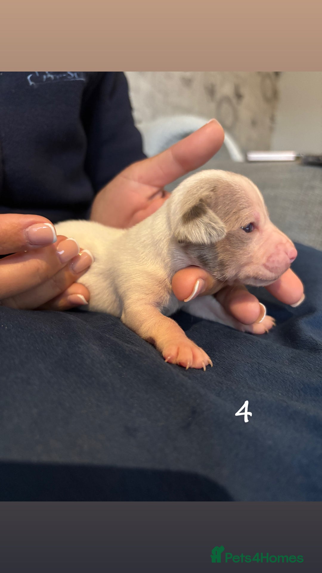 Chiweenie dogs for sale: Chiweenies - Image 7