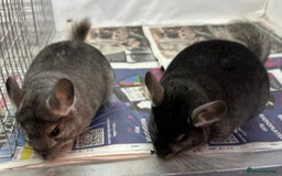 Chinchilla rodents for sale: Billy & Bobby, fabulous standard brothers, v.tame - Advert 2
