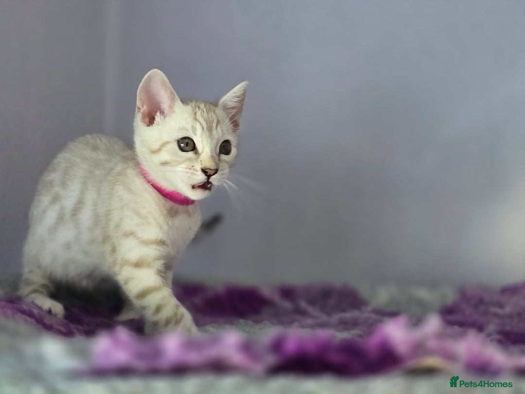 Bengal cats for sale: TICA Champion Bengal Kittens  - Image 21