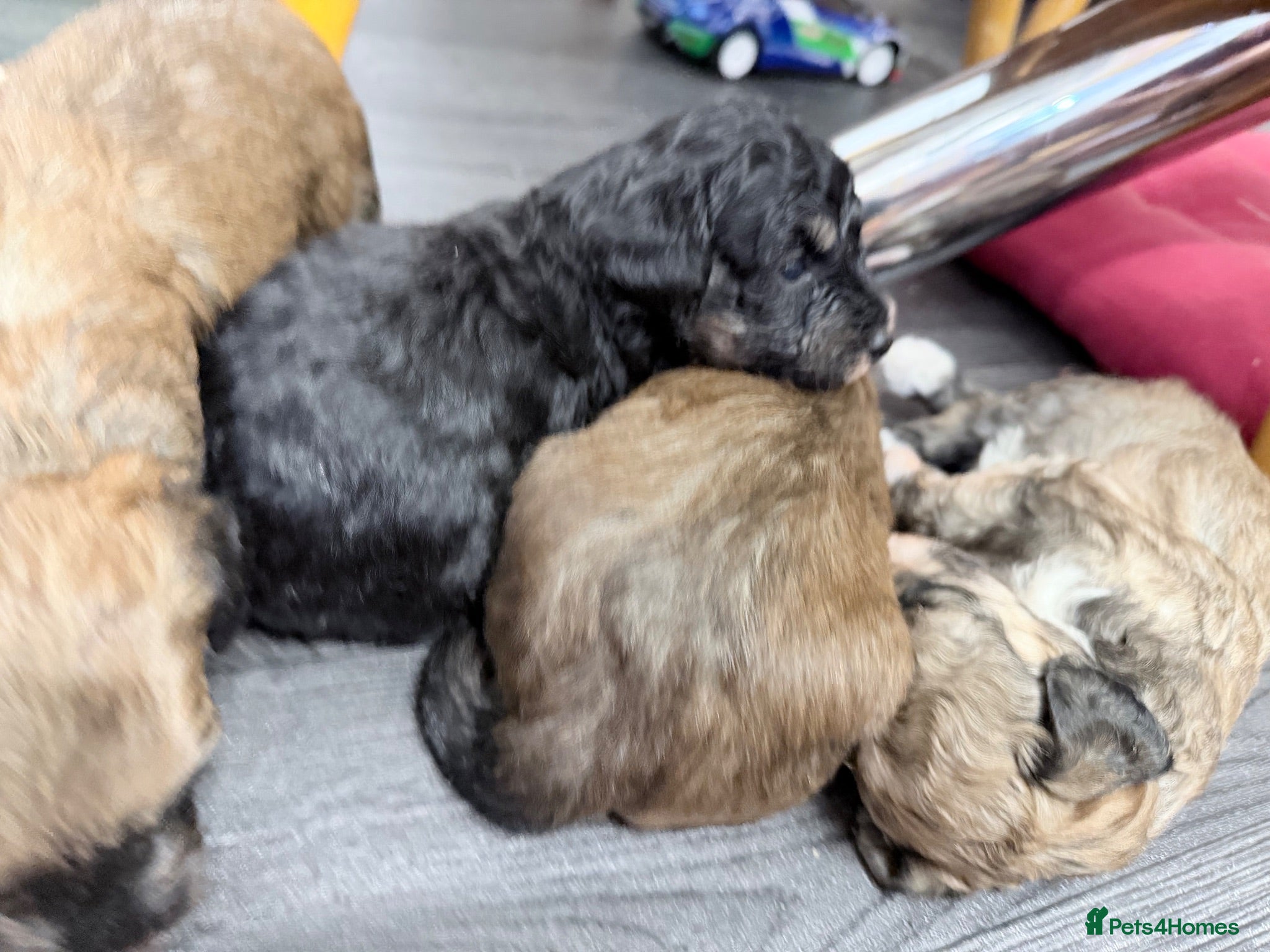 Mixed Breed dogs Havanese x Poochon mix pups - Advert 1