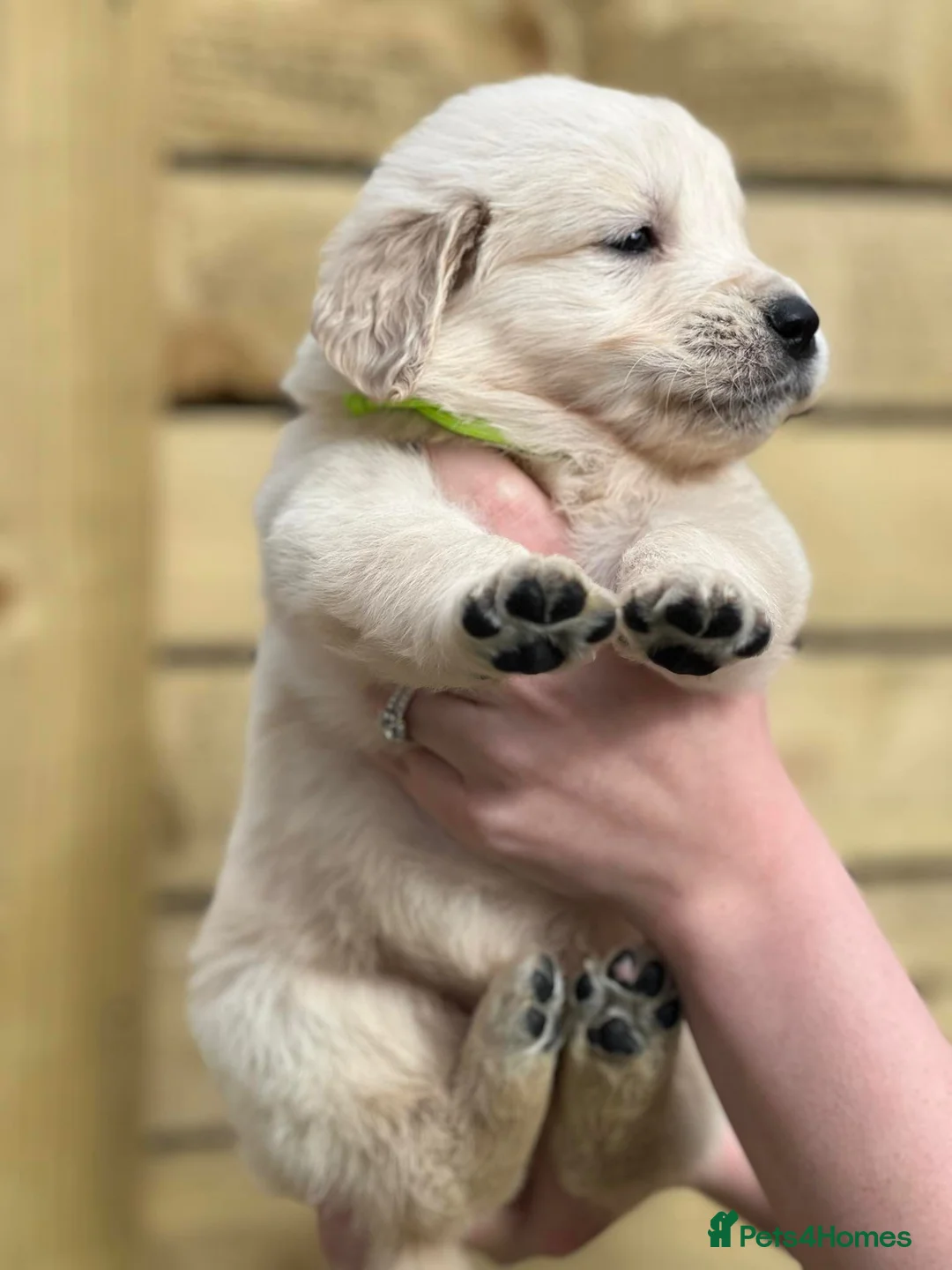 Golden Retriever dogs for stud:   ICT CLEAR Proven Golden Retriever for stud in Manchester - Advert 15