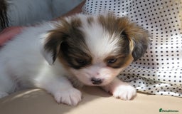 Papillon dogs for sale: 3 lovely Papillon boys  - Image 3