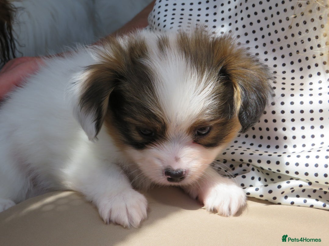 Papillon dogs for sale: 3 lovely Papillon boys  - Image 3