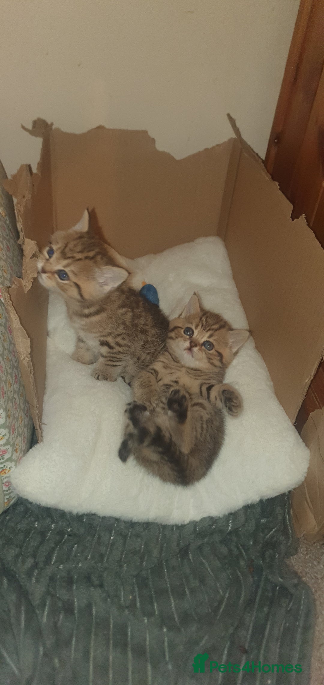 British Shorthair cats for sale: British Shorthair Black Golden Tabby kittens 😸  - Advert 5