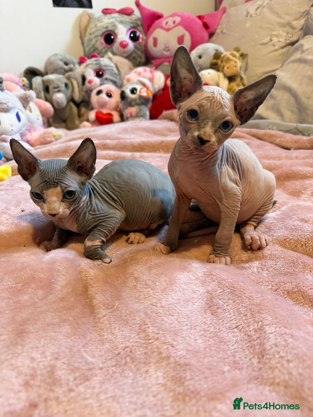 Sphynx cats for sale: Adorable Tica Registered Sphynx Kittens - Blue  - Advert 5