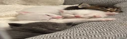 Mixed Breed cats for sale: Pure white male Turkish Angora/Domestic Short Hair - Advert 13
