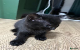 British Shorthair cats for sale: Two male kittens  - Image 3