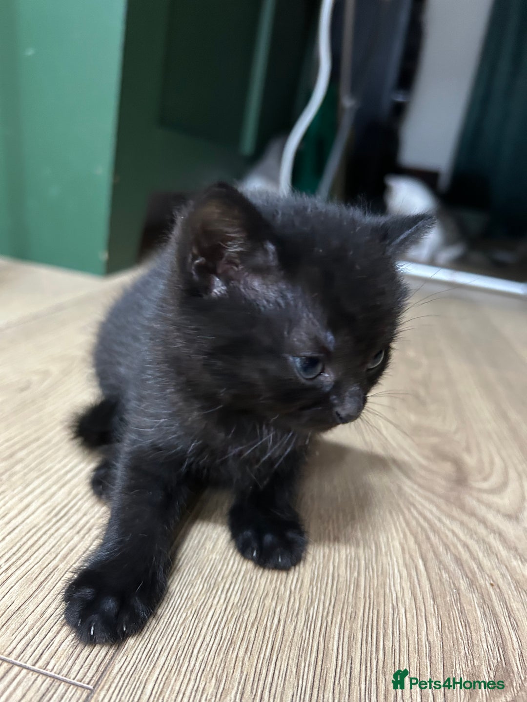 British Shorthair cats for sale: Two male kittens  - Image 3