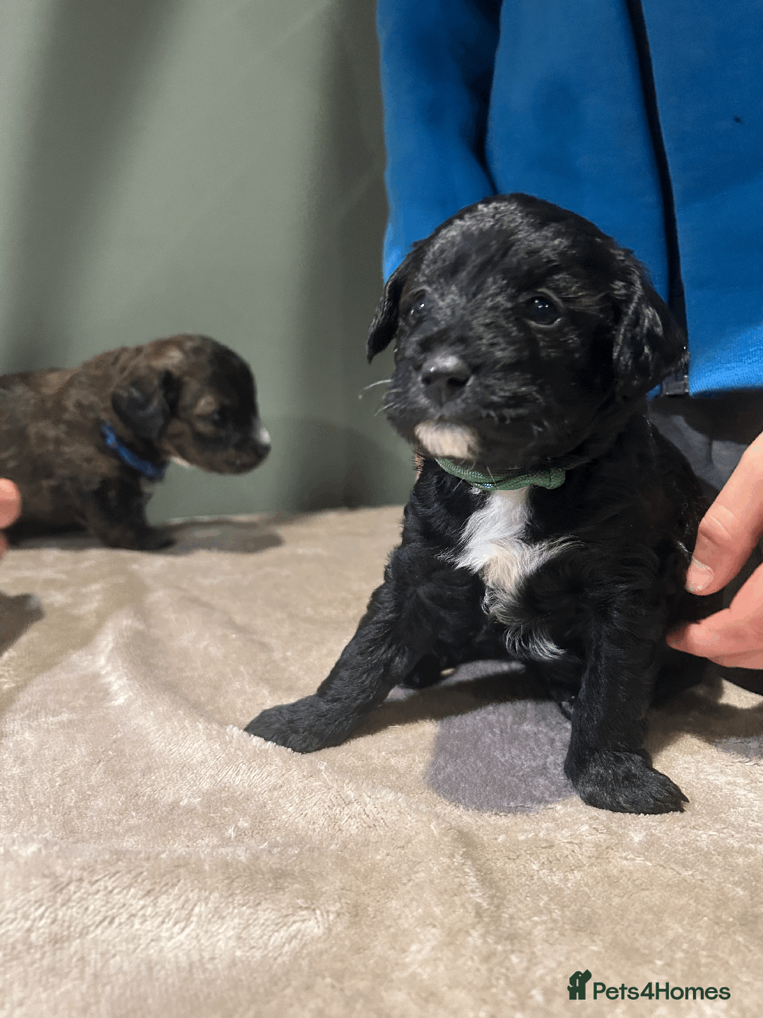 Cavachon dogs for sale: F1 CAVAPOOCHON PUPPIES  - Advert 10