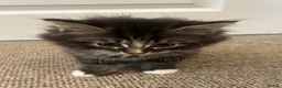 Siberian cats for sale: Siberian Cross breed, stunning litter of 5 kittens - Advert 6