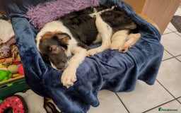 Mixed Breed dogs for adoption: Tilda  - Image 10