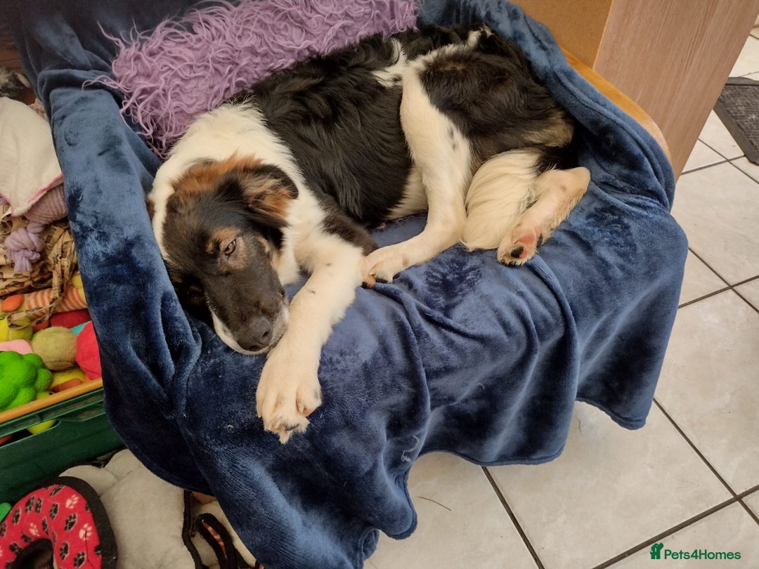 Mixed Breed dogs for adoption: Tilda  - Image 10