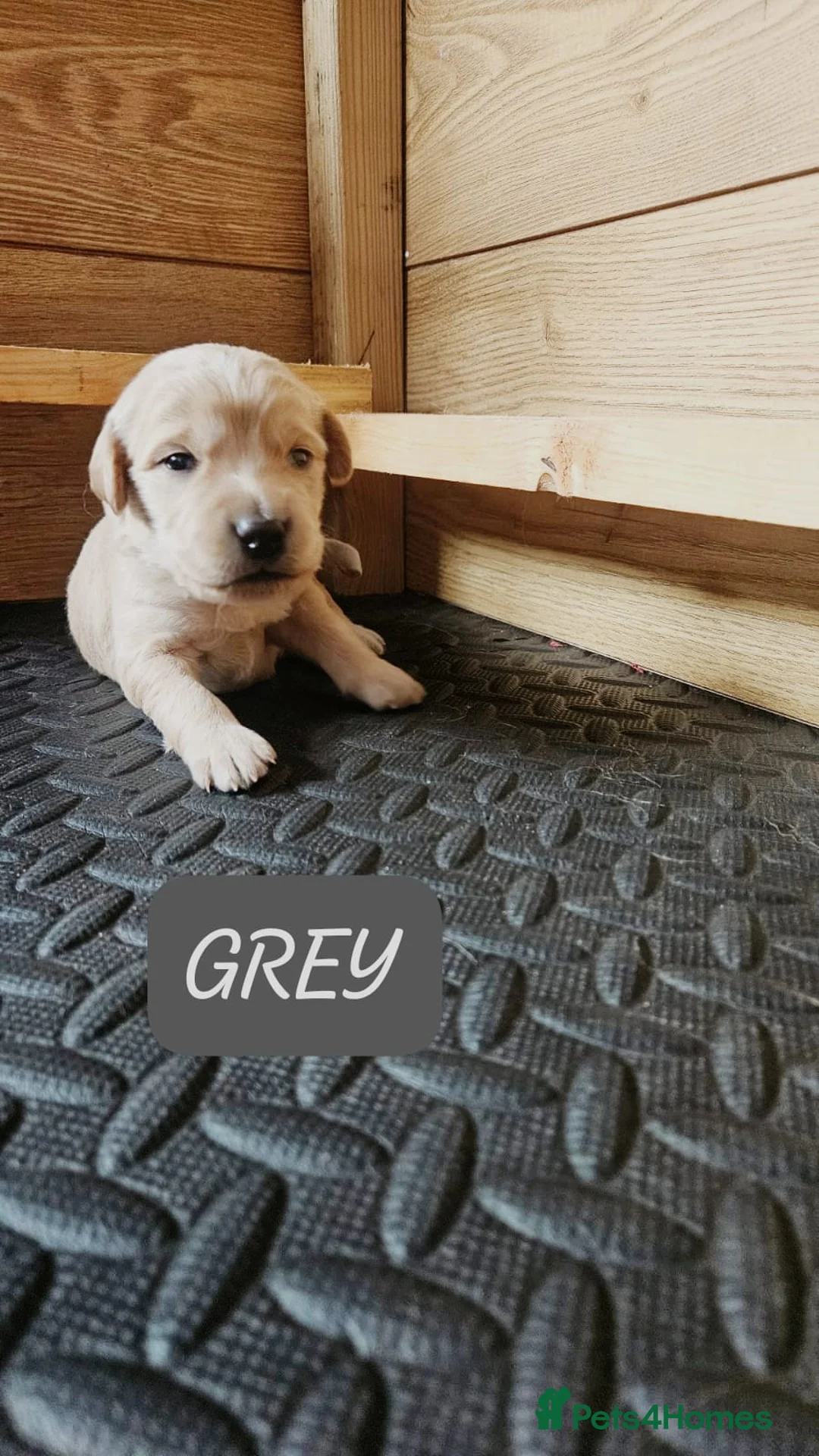 Goldendoodle dogs for sale: F1B Goldendoodle puppies for sale - Advert 6